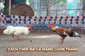 Chinh Phục Đấu Trường Đá Gà Sabong 789Bet Thắng Lớn Ngay Hôm Nay