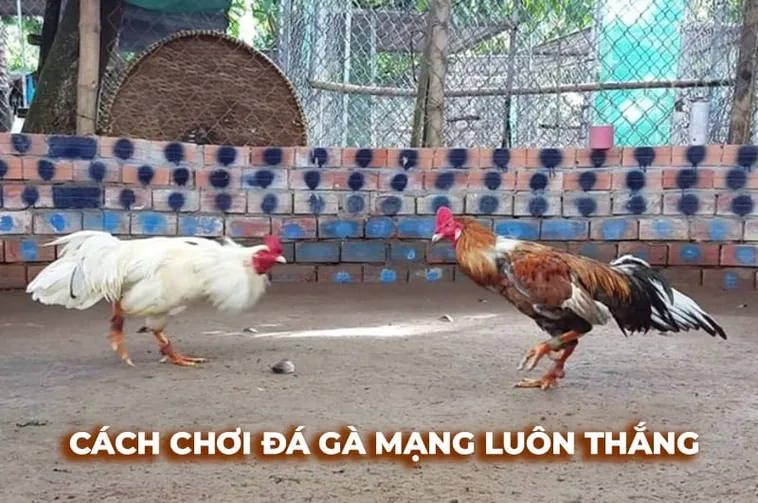 Chinh Phục Đấu Trường Đá Gà Sabong 789Bet Thắng Lớn Ngay Hôm Nay