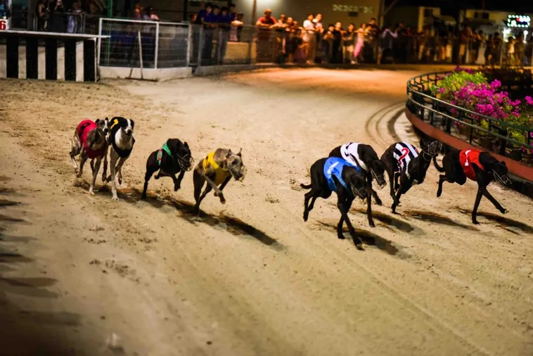 Bí Quyết Chơi Đua Chó 789Bet Thắng Lớn Nhận Thưởng Cực Khủng Ngay 1 Bí Quyết Chơi Đua Chó 789Bet Thắng Lớn Nhận Thưởng Cực Khủng Ngay