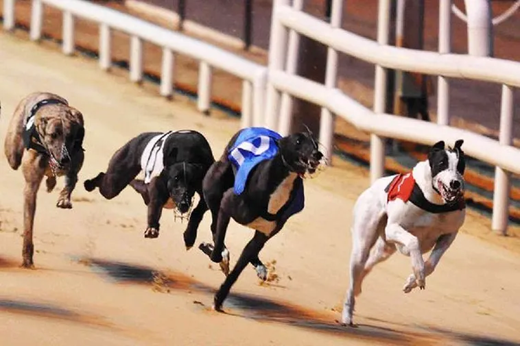 Bí Quyết Chơi Đua Chó 789Bet Thắng Lớn Nhận Thưởng Cực Khủng Ngay 2 Bí Quyết Chơi Đua Chó 789Bet Thắng Lớn Nhận Thưởng Cực Khủng Ngay